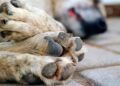 Detienen a “doñita” malvada que envenenó a los perros de su vecino