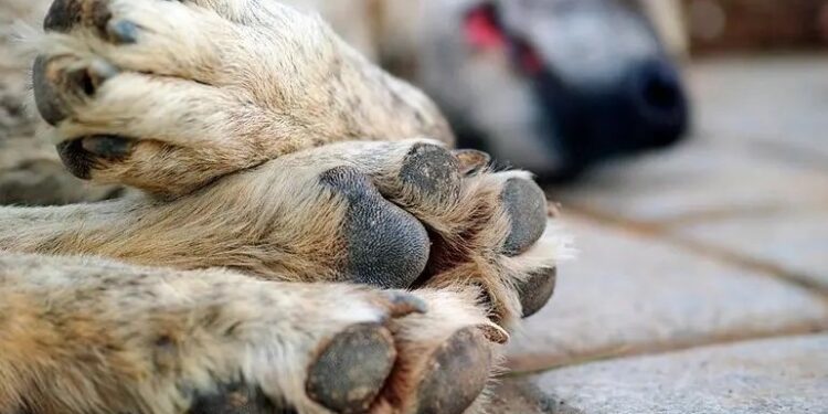 Detienen a “doñita” malvada que envenenó a los perros de su vecino
