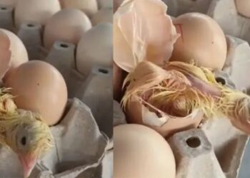 Video. ¡Con razón está tan caro!: compra HUEVOS y le sale un POLLITO