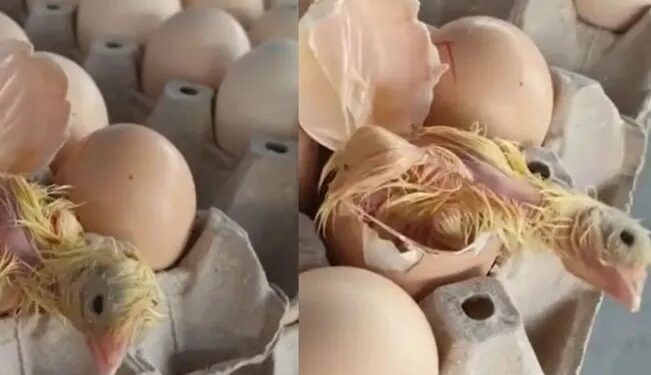 Video. ¡Con razón está tan caro!: compra HUEVOS y le sale un POLLITO