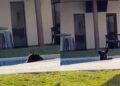 Video. Oso se da chapuzón en alberca de casa por «calorón» en NL