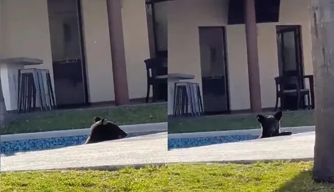 Video. Oso se da chapuzón en alberca de casa por «calorón» en NL