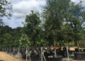 Cuales son los arboles grandes?