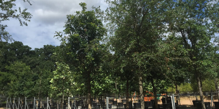 Cuales son los arboles grandes?