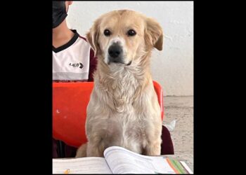 Perrito asiste a clases en Durango, dicen que es “el alumno más perrón”