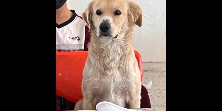 Perrito asiste a clases en Durango, dicen que es “el alumno más perrón”
