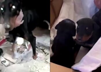 Video: Salvan a perrita de entre escombros en Turquía, ¡tuvo cachorritos!