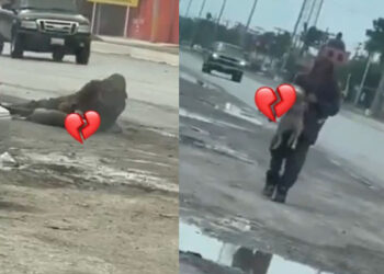 Video. Juntos hasta el fin: indigente llora y acaricia el cadáver de su perrito atropellado