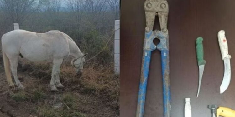 Primero perros, ahora CABALLOS: robaban equinos para venderlos como «carnitas»