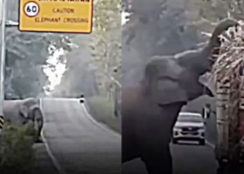 Video. Elefantito mañoso obstruye carretera y pide deliciosa “paga” por retirarse
