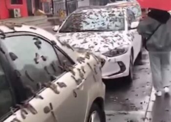 Video: ¡Qué pesadilla!, nadie sabe por qué están lloviendo LOMBRICES en China