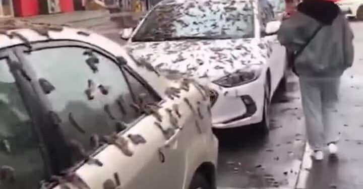 Video: ¡Qué pesadilla!, nadie sabe por qué están lloviendo LOMBRICES en China