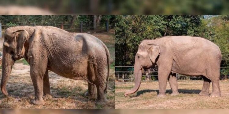 ¡Elefanta que quedó DEFORME por cargar turistas es RESCATADA!