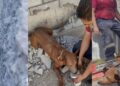 Salvan a PERRITO que estuvo 2 días atrapado entre bardas