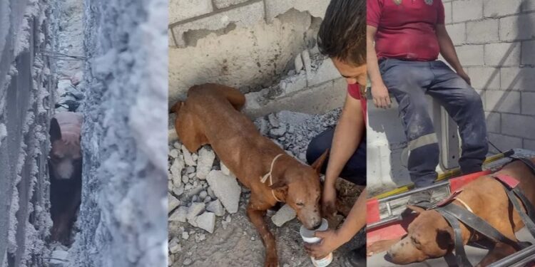 Salvan a PERRITO que estuvo 2 días atrapado entre bardas