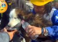 Toda vida cuenta: rescatan PERRITO en Turquía tras semanas del terremoto