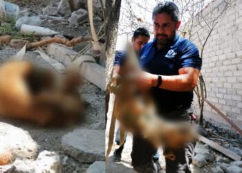 Tras larga agonía, perrito muere amarrado, con hambre y sed; arrestan a dueña