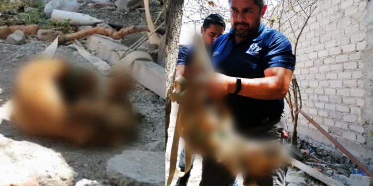 Tras larga agonía, perrito muere amarrado, con hambre y sed; arrestan a dueña