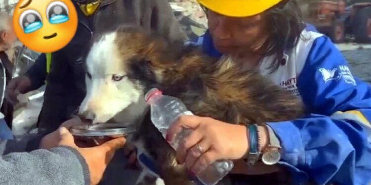Toda vida cuenta: rescatan PERRITO en Turquía tras semanas del terremoto