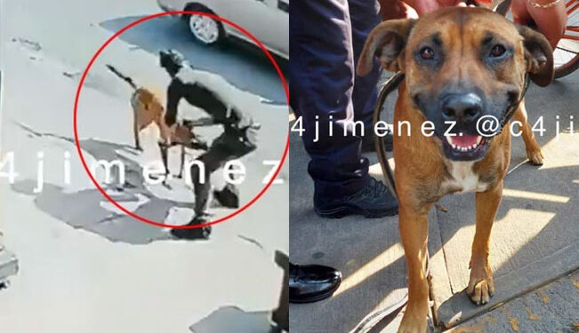 Video. ¡Feroz perro MATA a sujeto por orden de su dueño!