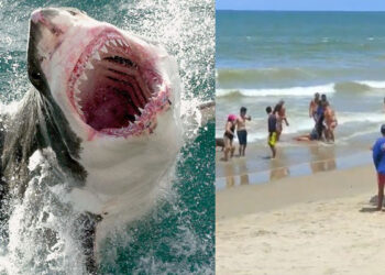 Video. Tiburones salen a la orilla y arrancan extremidades a adolescentes