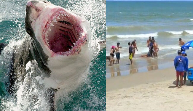 Video. Tiburones salen a la orilla y arrancan extremidades a adolescentes