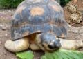 ¡Tortuga en peligro de extinción se convierte en padre a los 90 años!