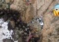 ¡Viven para contarlo!, familia sobrevive tras caer de acantilado de 76 m de altura