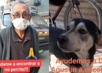 Video. Ancianito camina todos los días cientos de kilómetros buscando a su perrito 