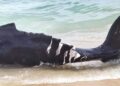 Indigna MUERTE de BALLENA bebé al ser herida por un barco en Cabo San Lucas