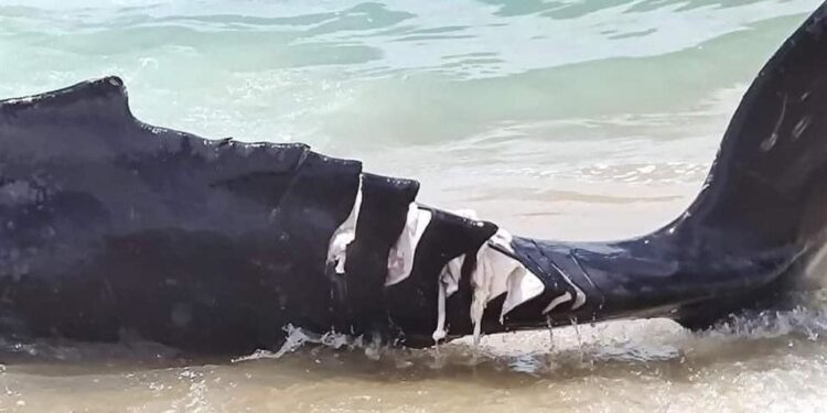 Indigna MUERTE de BALLENA bebé al ser herida por un barco en Cabo San Lucas