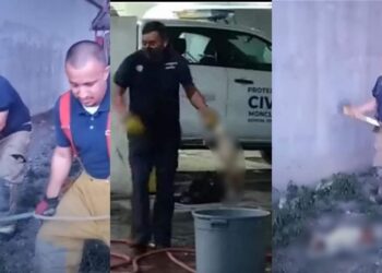 Video. Infierno en Monclova: crueles bomberos matan a perritos con un mazo