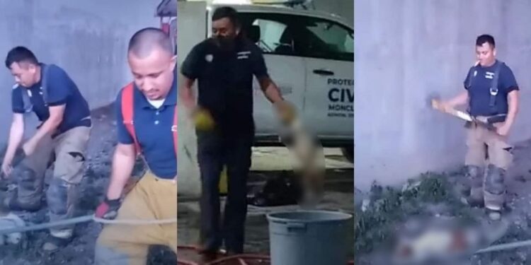 Video. Infierno en Monclova: crueles bomberos matan a perritos con un mazo