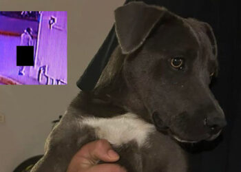 Piden justicia por PERRITA que fue violada por un DEGENERADO en NL