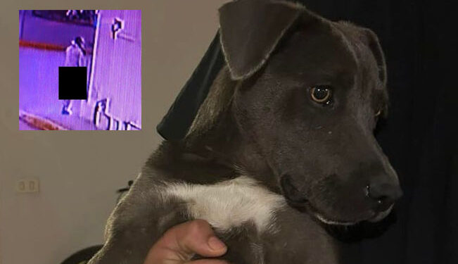 Piden justicia por PERRITA que fue violada por un DEGENERADO en NL