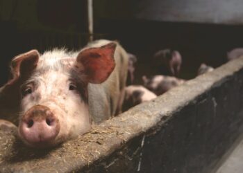  Karma: cerdito MATA a su verdugo antes de que lo hagan “carnitas”