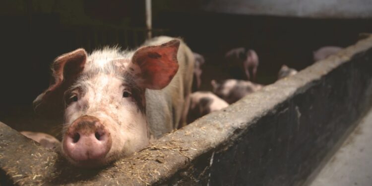 Karma: cerdito MATA a su verdugo antes de que lo hagan “carnitas”