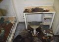 ¡De terror!, muere sujeto DEVORADO por CHINCHES en prisión