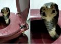 ¡Pesadilla!, va al baño y es mordido en los genitales por serpiente venenosa