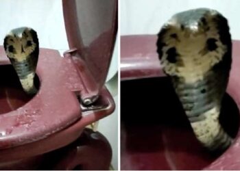 ¡Pesadilla!, va al baño y es mordido en los genitales por serpiente venenosa