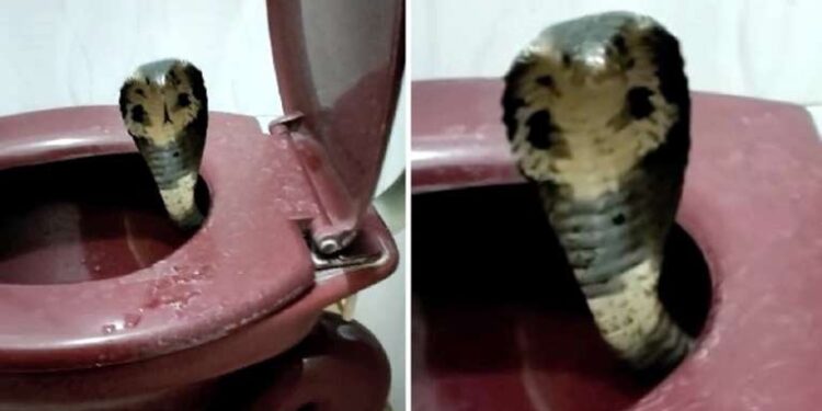 ¡Pesadilla!, va al baño y es mordido en los genitales por serpiente venenosa