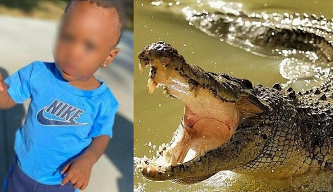Encuentran a BEBITO desaparecido: ¡sin vida, en las FAUCES de un cocodrilo!