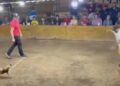 Video. Gallo de pelea ATACA a su propio dueño, ¡casi se desangra!