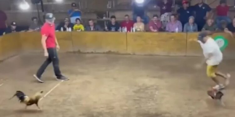 Video. Gallo de pelea ATACA a su propio dueño, ¡casi se desangra!
