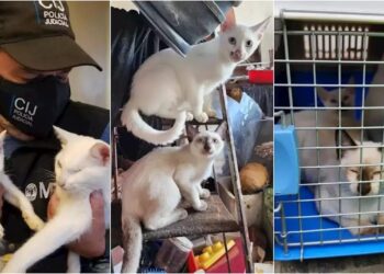 “Doñita” vivía entre gatitos… ¡para congelarlos, cocinarlos y luego comerlos!