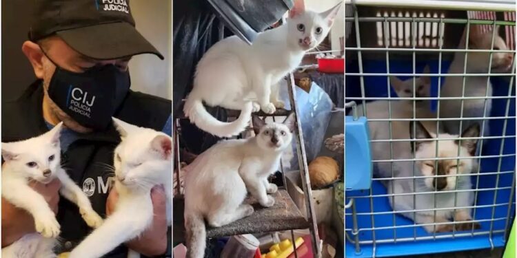 “Doñita” vivía entre gatitos… ¡para congelarlos, cocinarlos y luego comerlos!