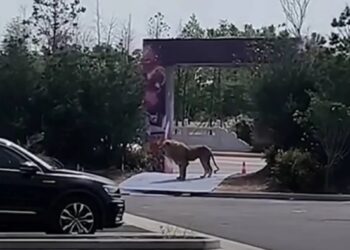 Video. LEONES escapan en pleno show de circo y ATERRORIZAN a la ciudad