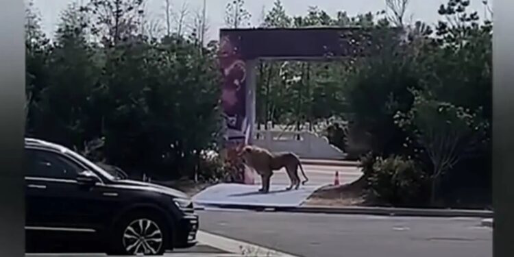 Video. LEONES escapan en pleno show de circo y ATERRORIZAN a la ciudad