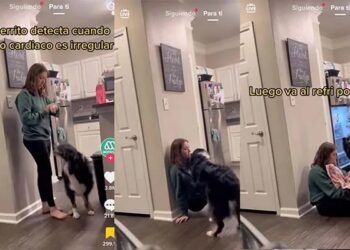 Video. «Él es mi héroe»: perrito auxilia a su dueña que sufre de taquicardia