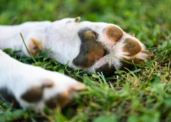 ¡Condenan con 9 meses en prisión a sujeto que AHORCÓ a su PERRO!